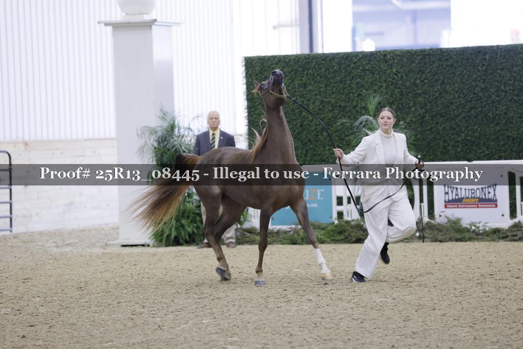 Proof 25R13_08445